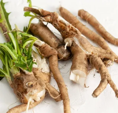 Fresh chicory roots with green leaves on a white table